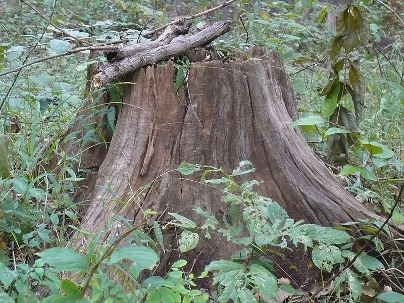 File:Save tree.jpg