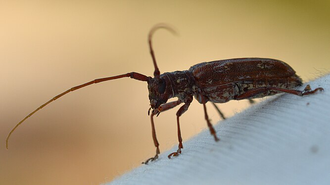 Flat-faced Longhorn Beetle (Lamiinae)