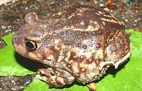 Holbrookin Spadefoot