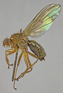 <i>Scathophaga suilla</i> Species of fly