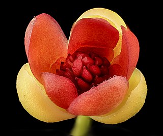 <i>Schisandra glabra</i> Species of flowering plant