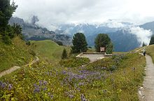 Part of the garden in September Schynige Platte Alpine Garden 04.jpg