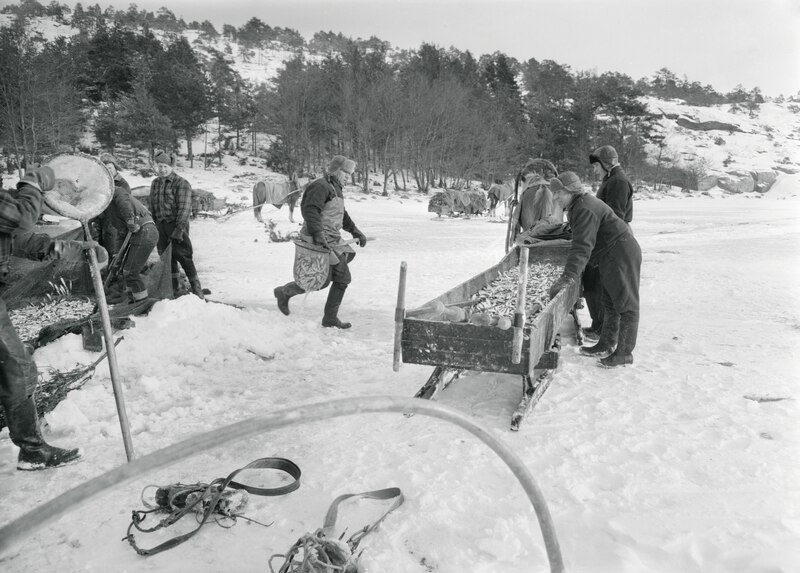 File:Seine fishing in Rymättylä 1960 (JOKAMT2Ka06-2).tif