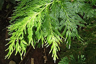 <i>Selaginella longipinna</i> Species of plant in the family Selaginellaceae