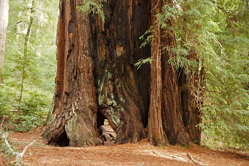 File:Sequoia sempervirens Big Basin Redwoods State Park 5.jpg