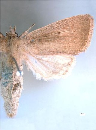 <i>Sesamia grisescens</i> Species of moth