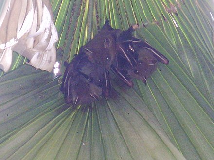 Indian short-nosed fruit bats in a tight-knit cluster