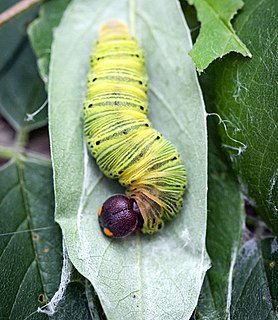 <i>Epargyreus clarus</i> Species of butterfly