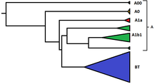 Tree showing relationship between branches of haplogroup A and haplogroup BT Simple human Y chr haplogroup A tree.png