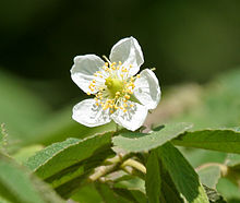 Singapur cherry (Muntingia calabura) di Hyderabad, AP W IMG 9597.jpg