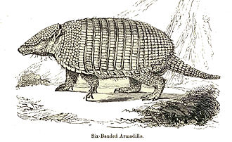 Drawing of the six-banded armadillo SixBandArmadilloLyd.jpg