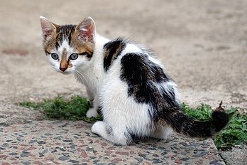 Un chaton (Felis silvestris forma catus) âgé de six semaines. (définition réelle 2 122 × 1 415*)