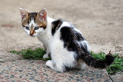 Felis silvestris catus (A Young Cat)