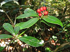 Mature fruits