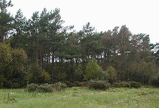 Trees in Denmark