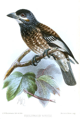 <span class="mw-page-title-main">Whyte's barbet</span> Species of bird