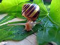 White-lipped snail (Cepaea hortensis)