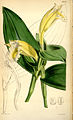 Curtis's Botanical Magazine vol. 78 (ser. 3 no. 8) tab. 4682 (as syn. Sobralia chlorantha)