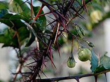 Scarlet eggplant (jiló) full screen, top view. Formerly Solanum gilo, now  considered a group of cultivars of Solanum aethiopicum, is the fruit of the  herbaceous plant Jiloeiro. Cultivated in Brazil. Stock Photo