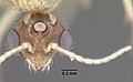 Solenopsis pergandei casent0104507 head 1. jpg