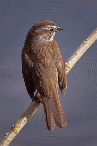 The Song Sparrow (Melospiza melodia)