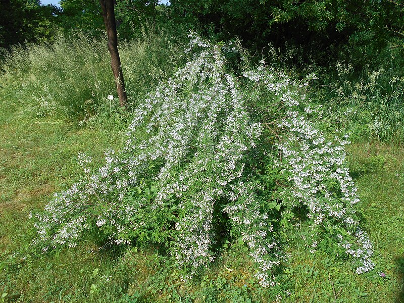 File:Sophora davidii 2017-05-31 1576.jpg