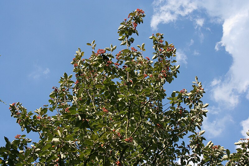 File:Sorbus intermedia fruit Weinsberg 20070825 3.jpg