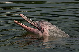Vaaleanpunainen delfiini (Inia geoffrensis)
