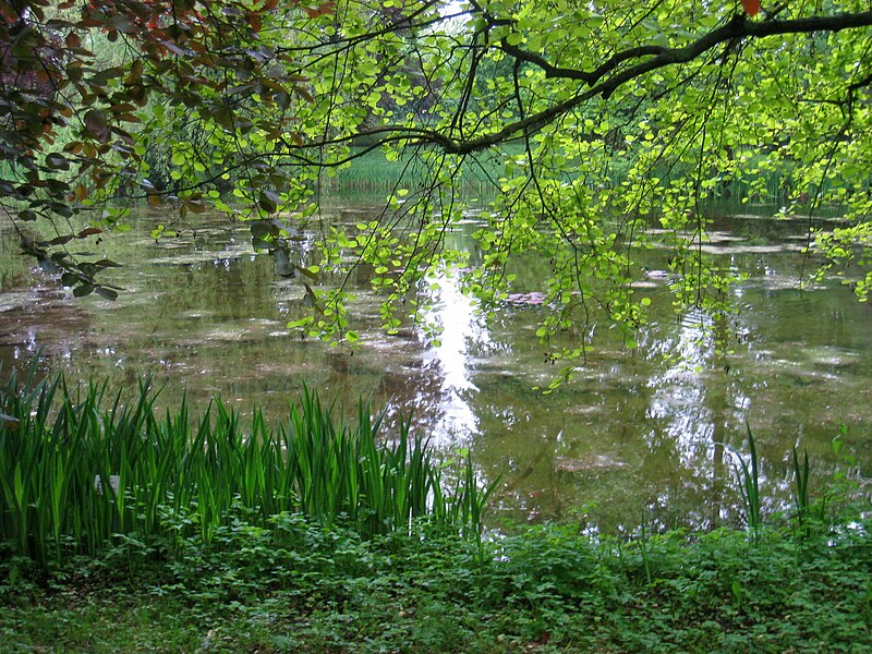 File:Späth-Arboretum - May 2010 - IMG 8812.JPG