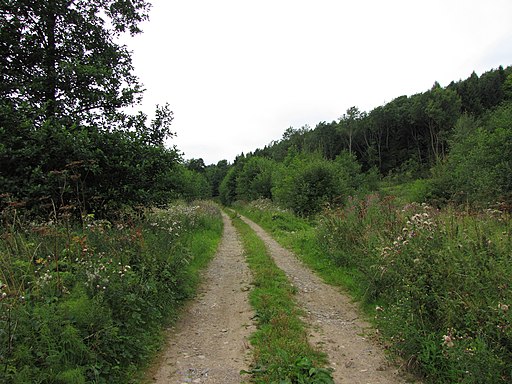 Spa Gill Wood - geograph.org.uk - 2008970