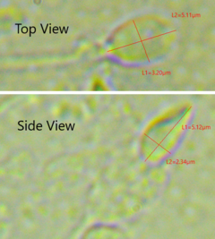 Espermatozoide: Historia, Espermatogénesis, Estructura del espermatozoide humano