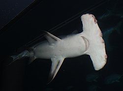 Great Hammerhead Shark: Description, Home, Behaviour