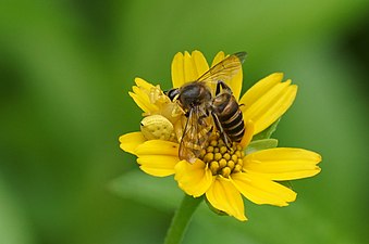 Crab spider