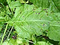 Thumbnail for File:Spinach- Cercospora leaf spot.jpg