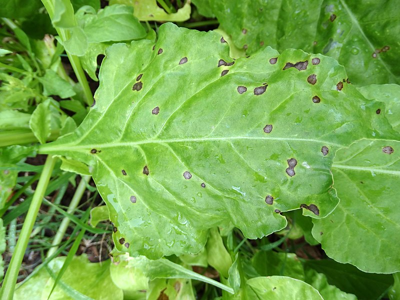 File:Spinach- Cercospora leaf spot.jpg