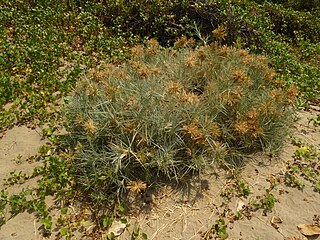 <i>Spinifex littoreus</i> Species of herb