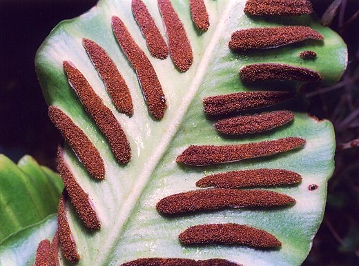 Tongvaren (Asplenium scolopendrium) met langwerpige sori. Elk bolletje is een sporendoosje