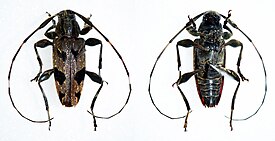 Sporetus colobotheides