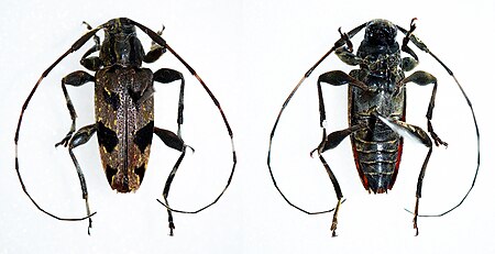 Sporetus colobotheides