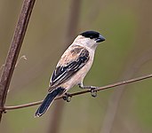 Pearly-bellied seedeater