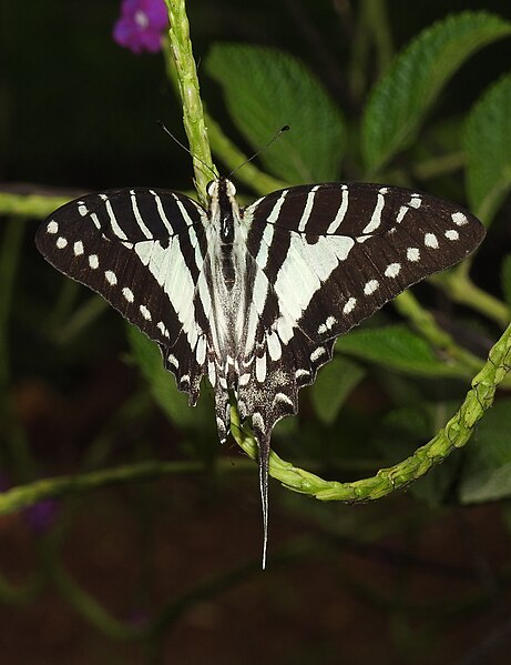 File:Spot Swordtail Graphium nomius UP by Dr. Raju Kasambe DSCN6948 (8).jpg