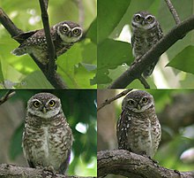 Spotted Owlet - one of over 1000 bird species in Indian forests Spotted Owlet- different moods I.jpg