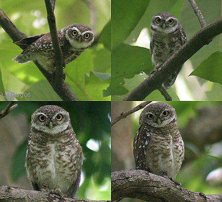 Spotted Owlet - one of over 1000 bird species in Indian forests