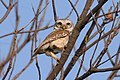 Spotted owlet near Jalalpur, Patiala
