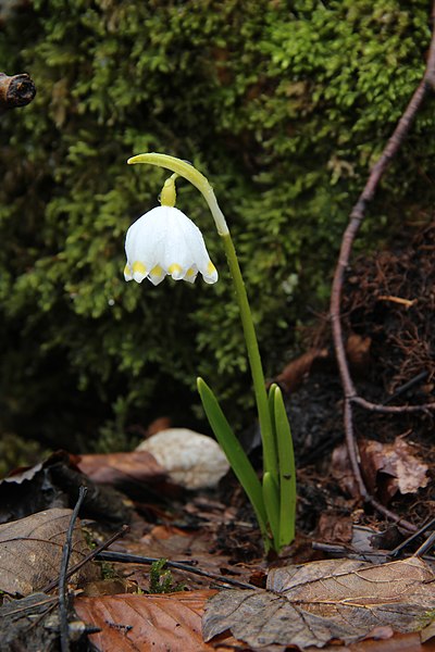 File:Spring Snowflake - Leucojum vernum - panoramio (24).jpg