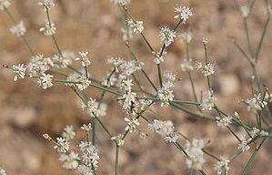 Spurry buckwheat (E spergulinum) flowers