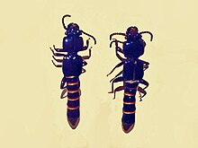 Staphylinidae - Priochirus unicolor.JPG