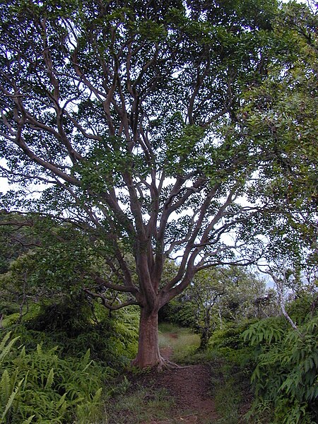 File:Starr 020925-0130 Psidium cattleianum.jpg