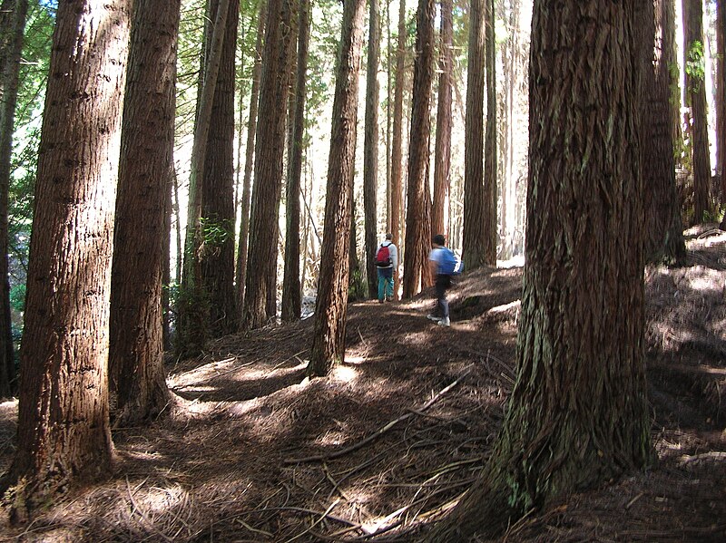 File:Starr 050831-7735 Sequoia sempervirens.jpg