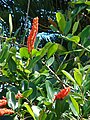 Inflorescences de Norantea guianensis